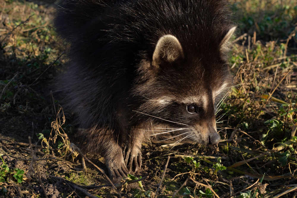 Neighborhood Animals Dirtying Your Lawn